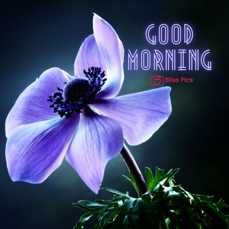 Gm Flower Image 62 Gm Flower Image 62 - Good Morning Flower Images
