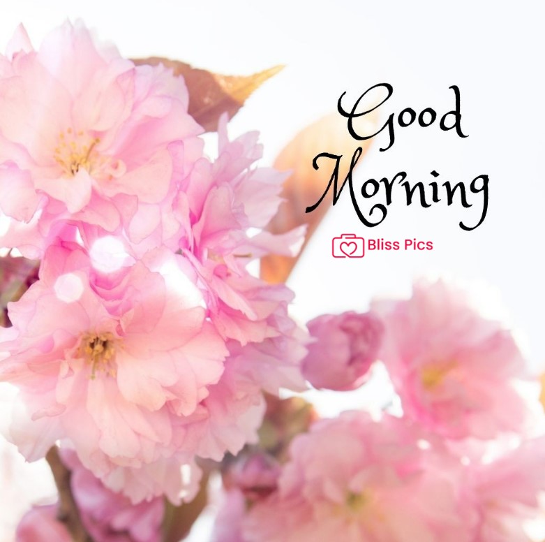 Gm Flower Image 63 Gm Flower Image 63 - Good Morning Flower Images