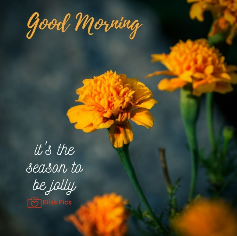 Gm Flower Image 64 Gm Flower Image 64 - Good Morning Flower Images
