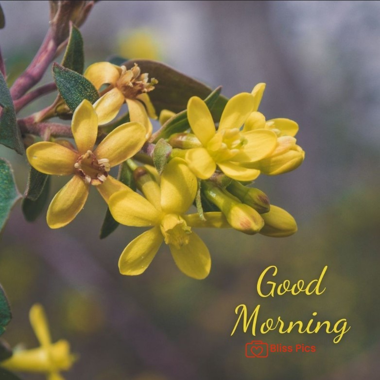 Gm Flower Image 66 Gm Flower Image 66 - Good Morning Flower Images