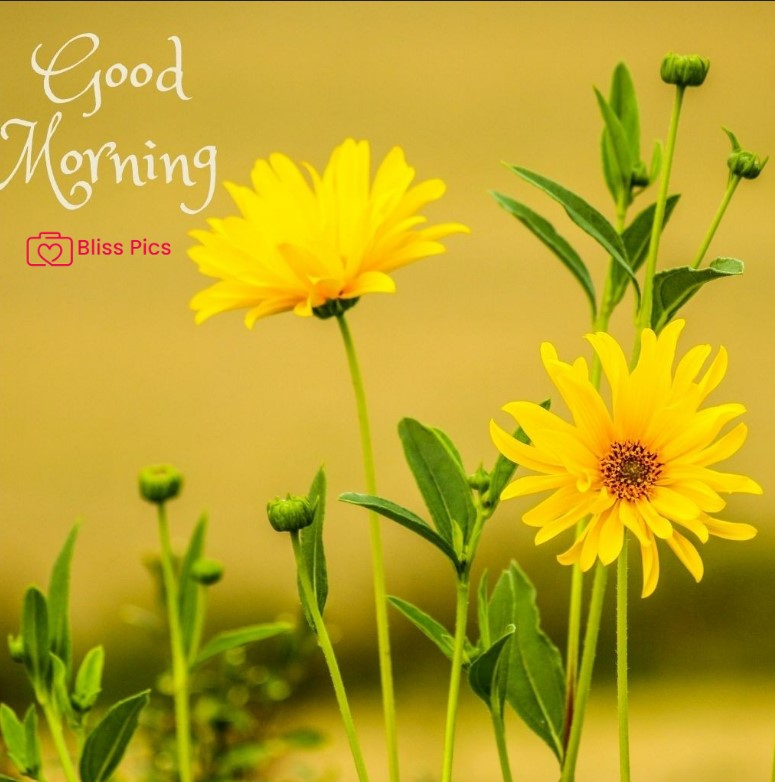 Gm Flower Image 68 Gm Flower Image 68 - Good Morning Flower Images