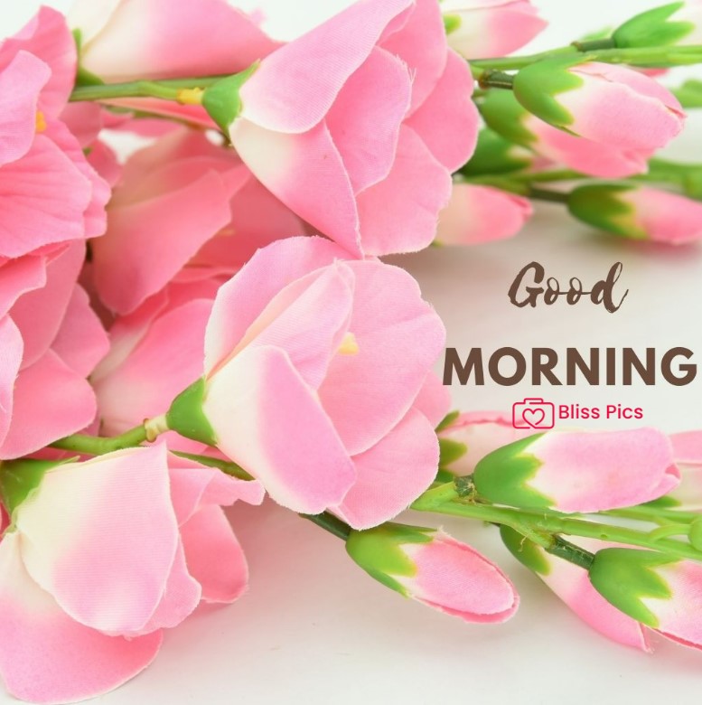 Gm Flower Image 69 Gm Flower Image 69 - Good Morning Flower Images