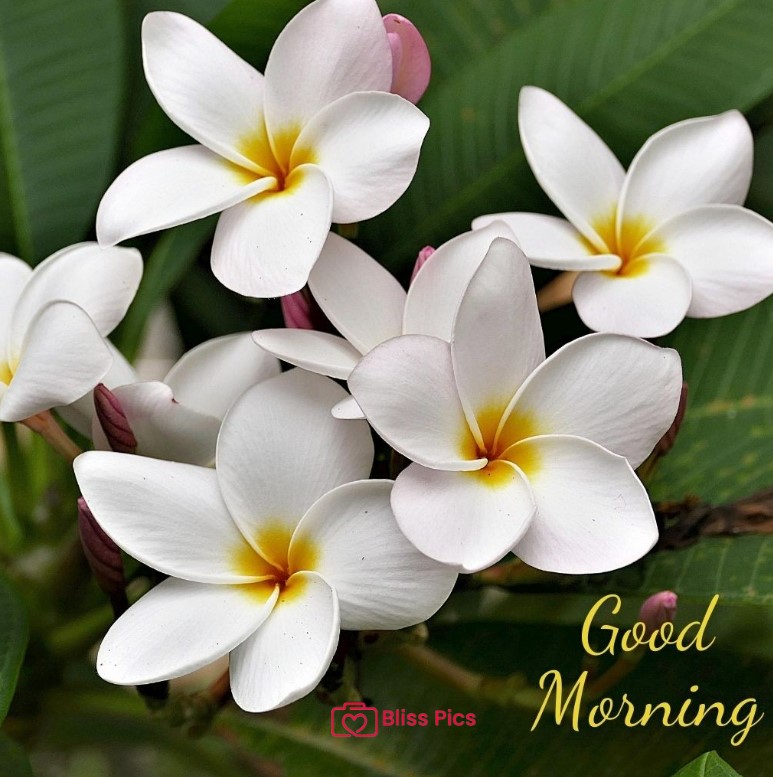 Gm Flower Image 70 Gm Flower Image 70 - Good Morning Flower Images