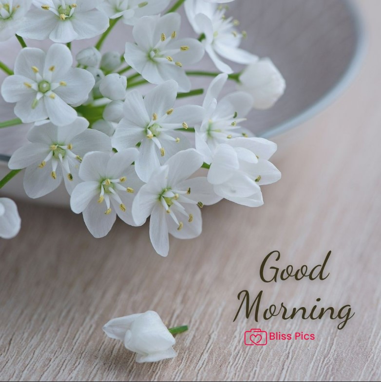Gm Flower Image 72 Gm Flower Image 72 - Good Morning Flower Images