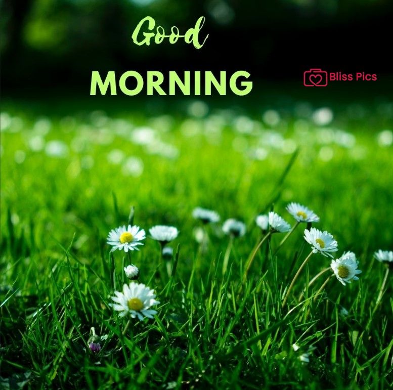 Gm Flower Image 76 Gm Flower Image 76 - Good Morning Flower Images
