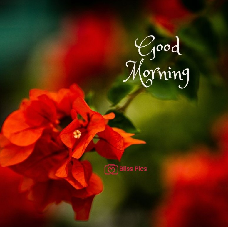 Gm Flower Image 77 Gm Flower Image 77 - Good Morning Flower Images
