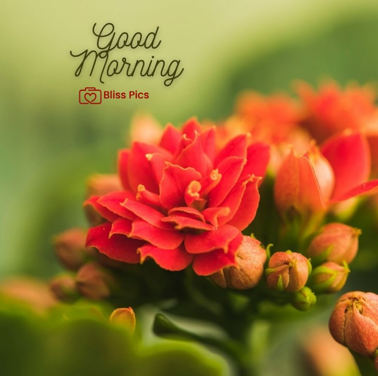 Gm Flower Image 78 Gm Flower Image 78 - Good Morning Flower Images