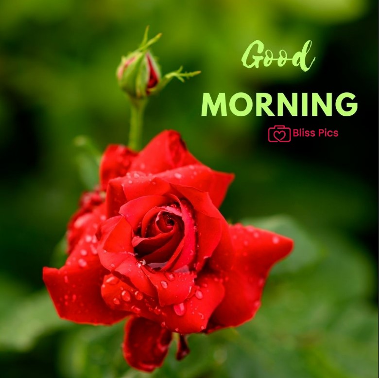 Gm Flower Image 79 Gm Flower Image 79 - Good Morning Flower Images