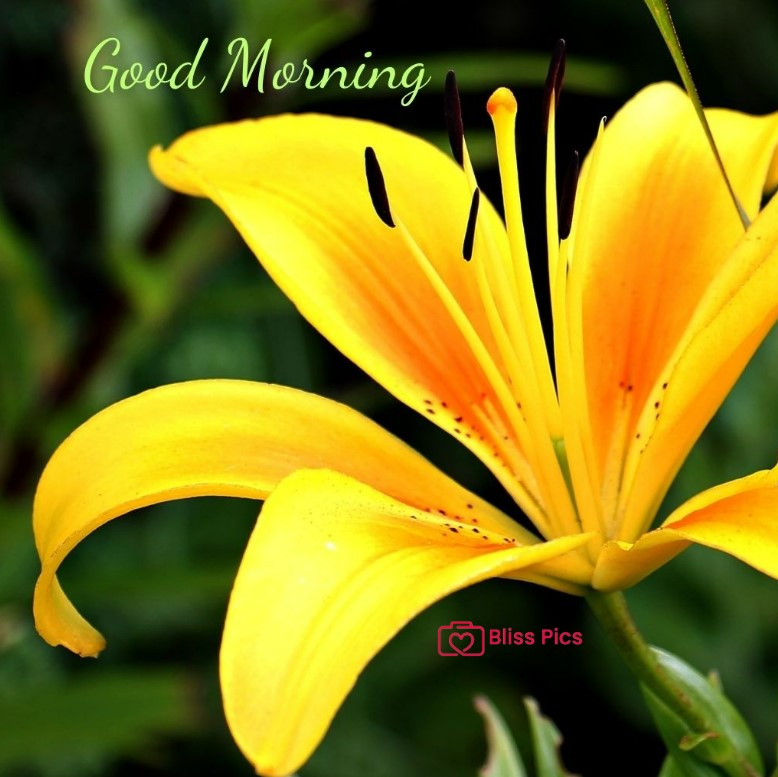 Gm Flower Image 81 Gm Flower Image 81 - Good Morning Flower Images