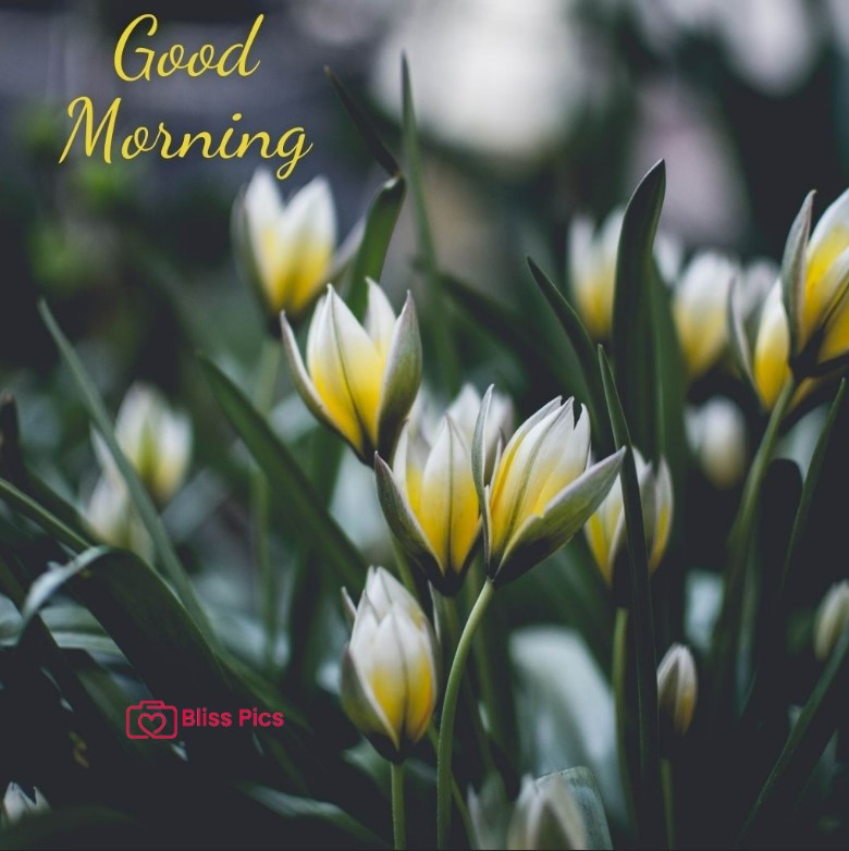 Gm Flower Image 83 Gm Flower Image 83 - Good Morning Flower Images