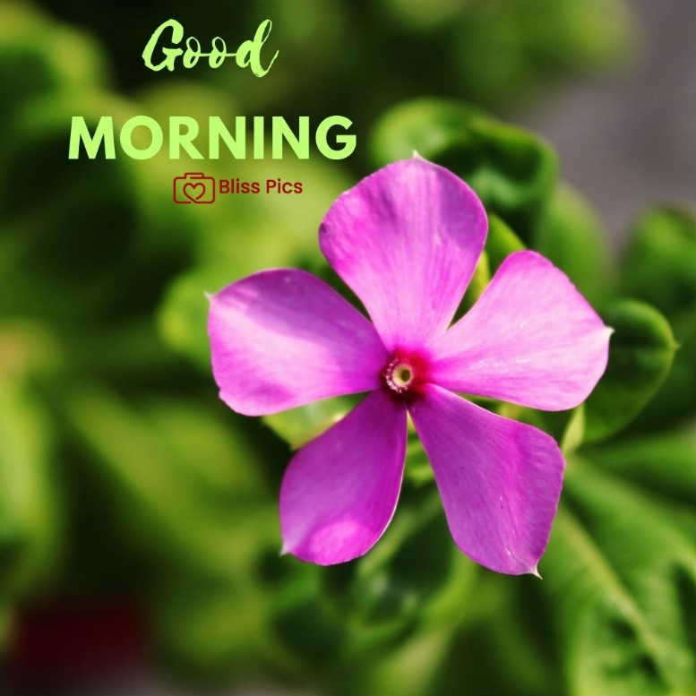 Gm Flower Image 84 Gm Flower Image 84 - Good Morning Flower Images