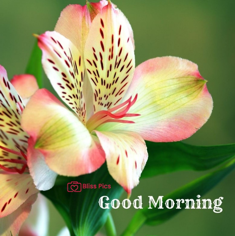 Gm Flower Image 85 Gm Flower Image 85 - Good Morning Flower Images