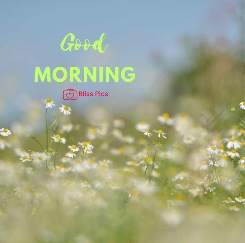 Gm Flower Image 86 Gm Flower Image 86 - Good Morning Flower Images