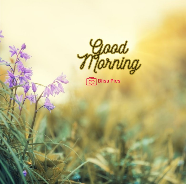 Gm Flower Image 87 Gm Flower Image 87 - Good Morning Flower Images