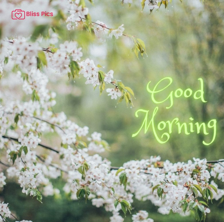 Gm Flower Image 88 Gm Flower Image 88 - Good Morning Flower Images