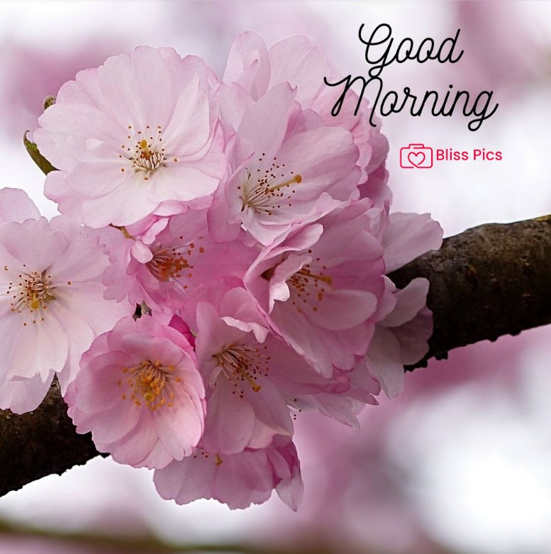 Gm Flower Image 89 Gm Flower Image 89 - Good Morning Flower Images