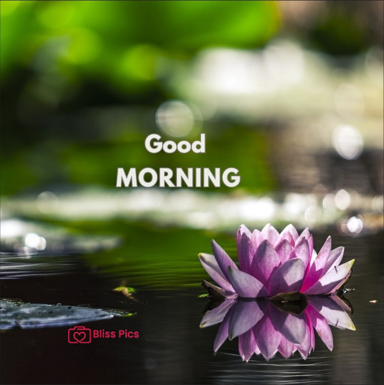 Gm Flower Image 9 Gm Flower Image 9 - Good Morning Flower Images