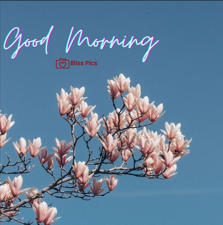 Gm Flower Image 90 Gm Flower Image 90 - Good Morning Flower Images