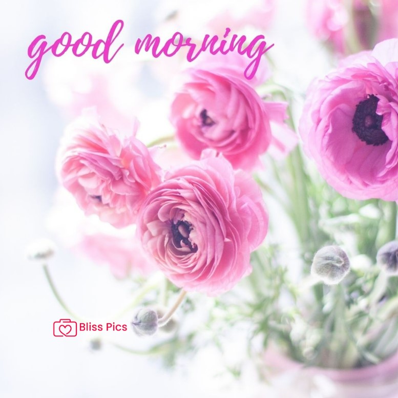 Gm Flower Image 91 Gm Flower Image 91 - Good Morning Flower Images