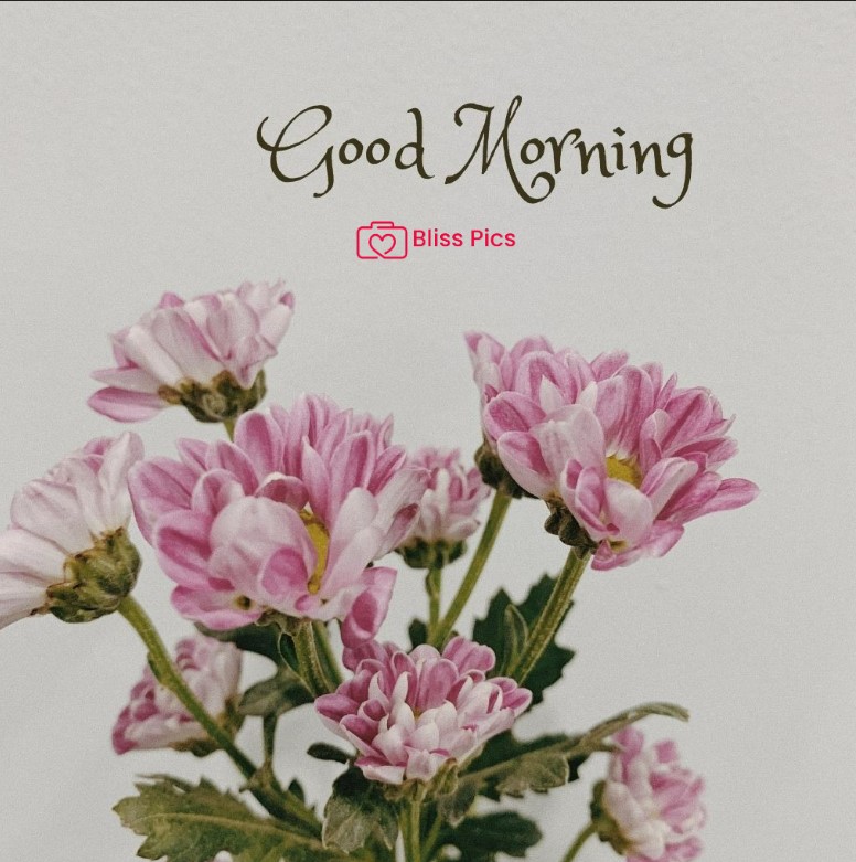 Gm Flower Image 92 Gm Flower Image 92 - Good Morning Flower Images