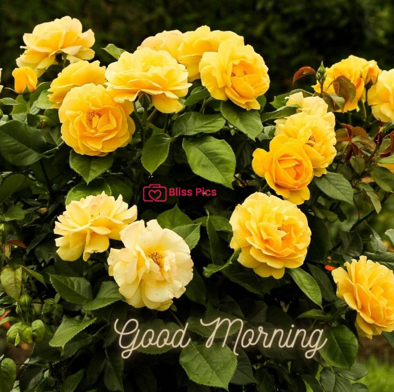 Gm Flower Image 93 Gm Flower Image 93 - Good Morning Flower Images