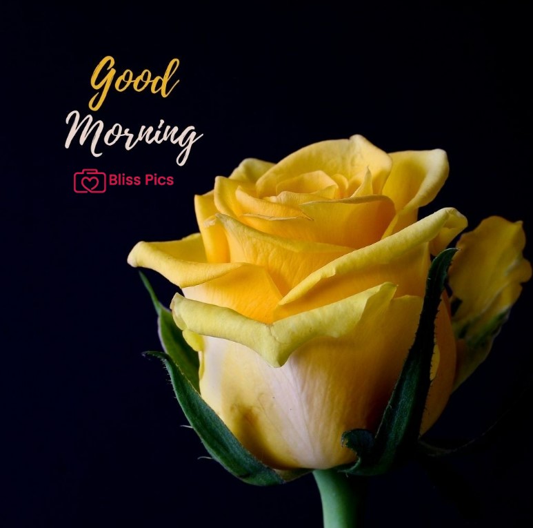 Gm Flower Image 94 Gm Flower Image 94 - Good Morning Flower Images