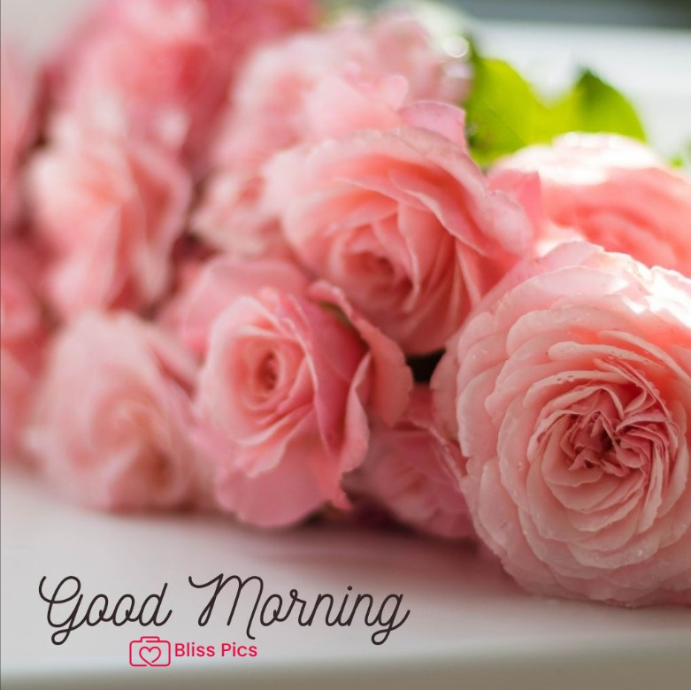 Gm Flower Image 95 Gm Flower Image 95 - Good Morning Flower Images