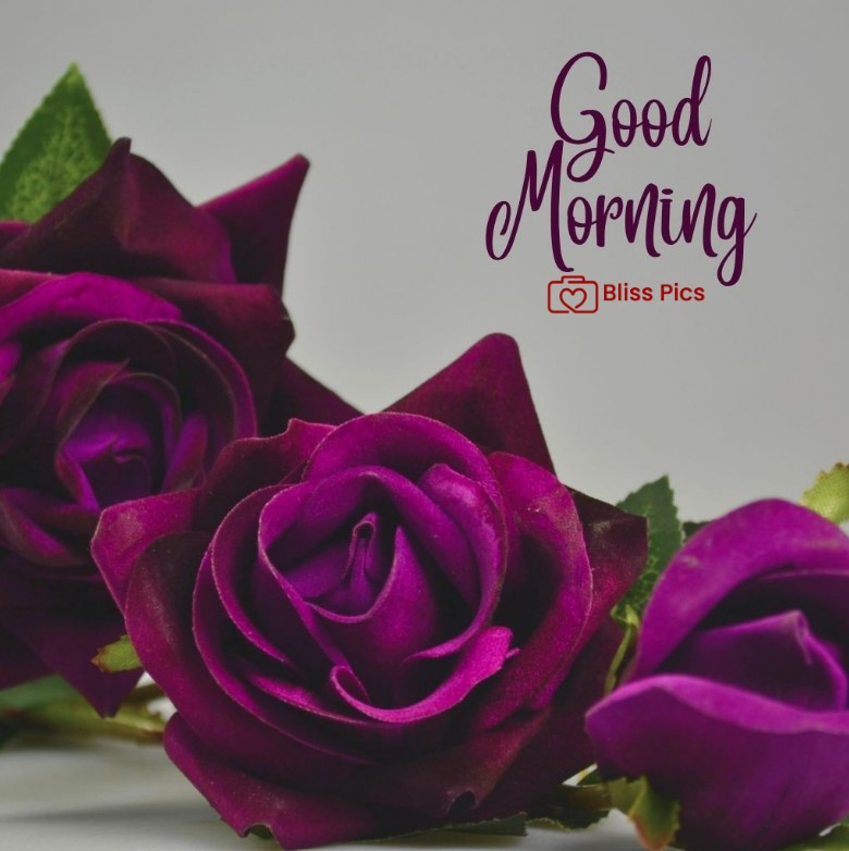 Gm Flower Image 96 Gm Flower Image 96 - Good Morning Flower Images