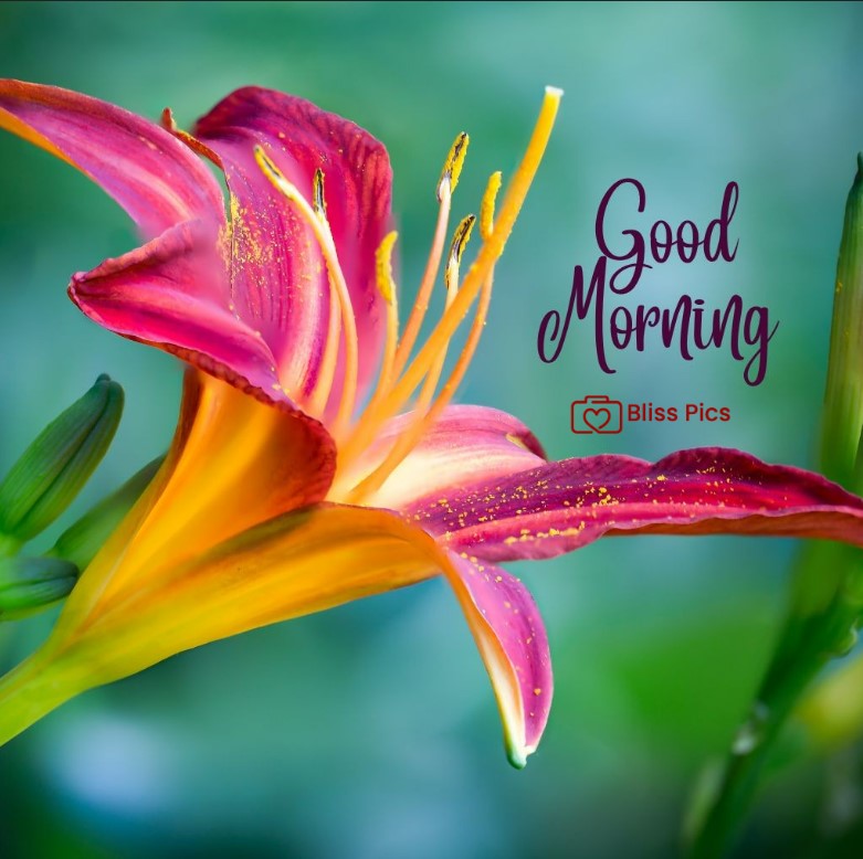 Gm Flower Image 98 Gm Flower Image 98 - Good Morning Flower Images
