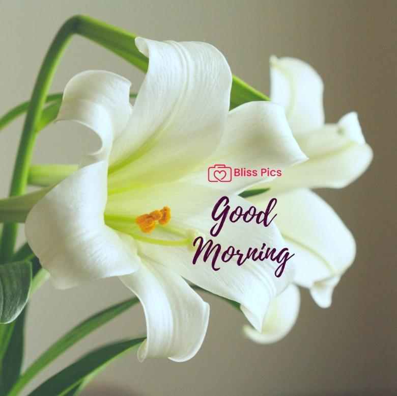 Gm Flower Image 99 Gm Flower Image 99 - Good Morning Flower Images